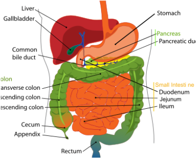 Digestive System - Anatomy & Physiology: The wonders of the Human Body