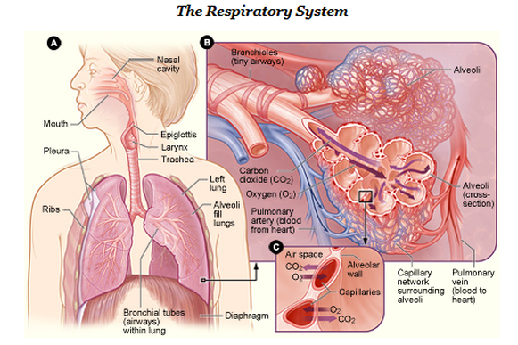 Respiratory System - Anatomy & Physiology: The wonders of the Human Body