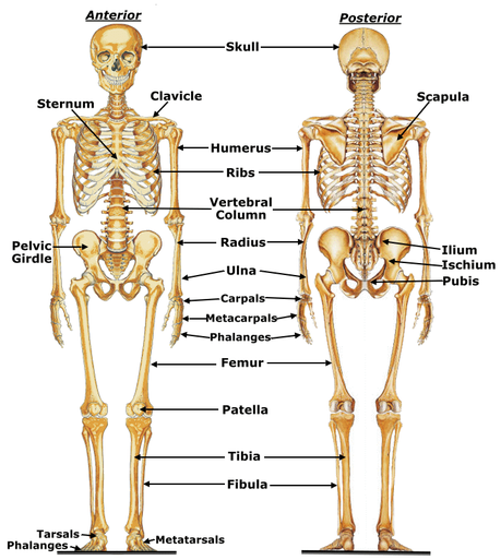 Skeletal System - Anatomy & Physiology: The wonders of the Human Body