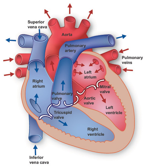 Cardiovascular System - Anatomy & Physiology: The wonders of the Human Body